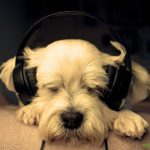 ¿Los perros pueden disfrutar de la música?