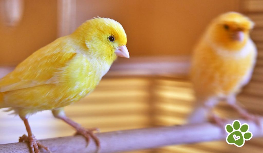 Aves - canarios