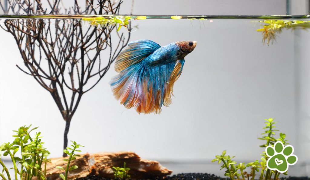 peces comunes de agua dulce - pez betta