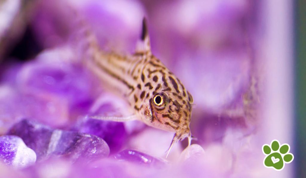 peces comunes de agua dulce - pez corydora