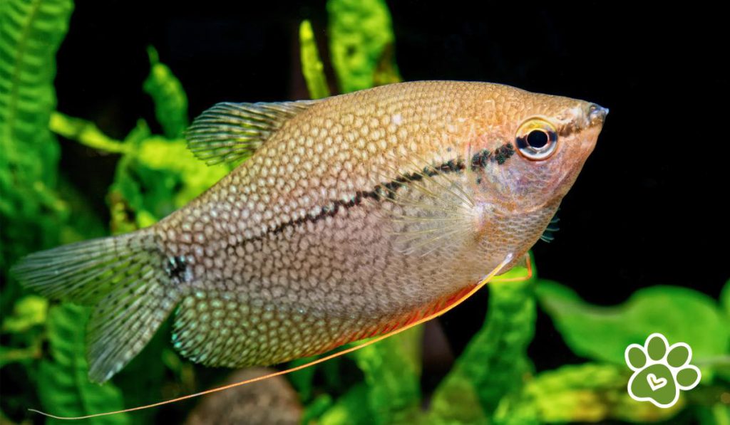 peces comunes de agua dulce - pez gourami