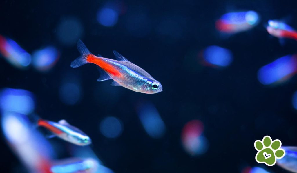 peces comunes de agua dulce - pez tetra neon