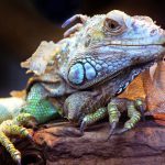 Reptiles - Iguana