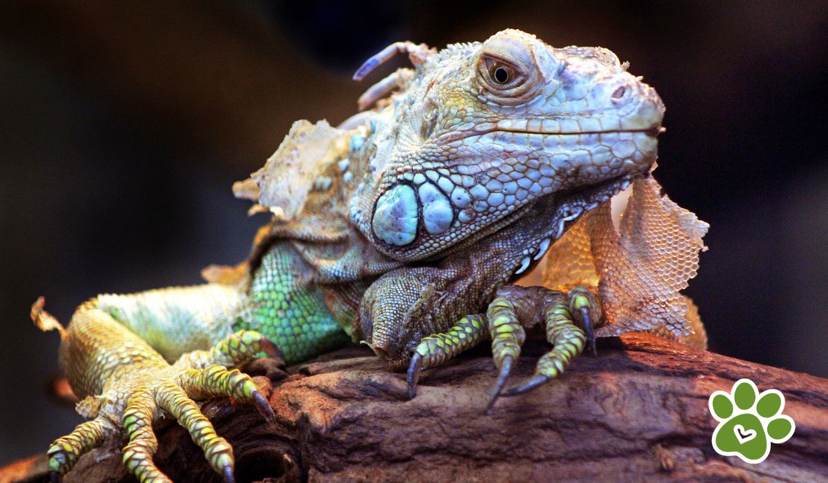 Reptiles - Iguana