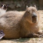 Estas son las mascotas populares en la actualidad