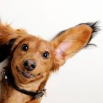 cómo limpiar los oídos de una mascota