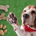 estos son los trucos más fáciles para enseñar a tu perro
