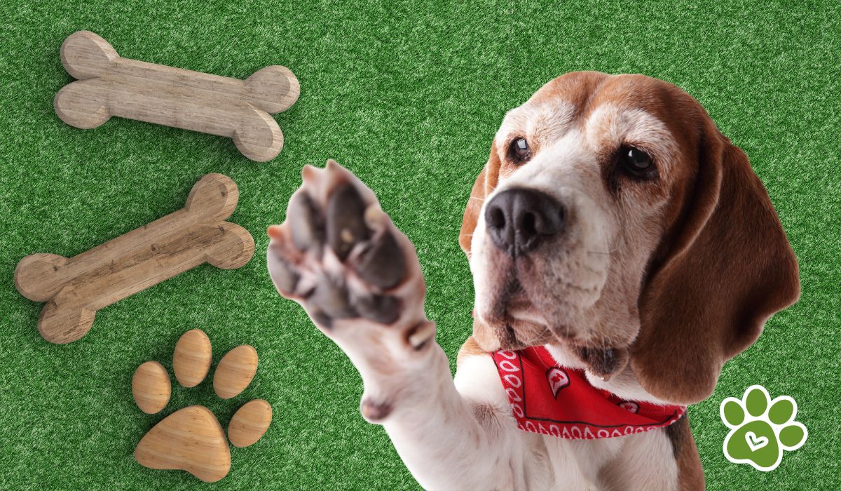 estos son los trucos más fáciles para enseñar a tu perro