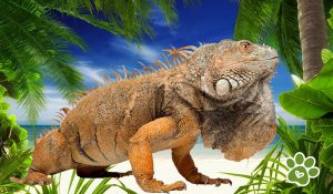 muda en reptiles