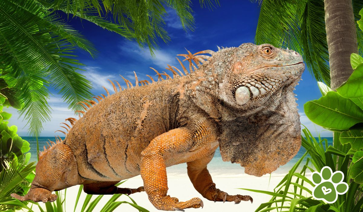 muda en reptiles