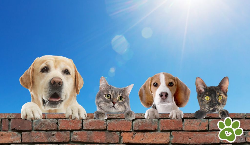 deshidratación perros y gatos
