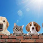 deshidratación perros y gatos