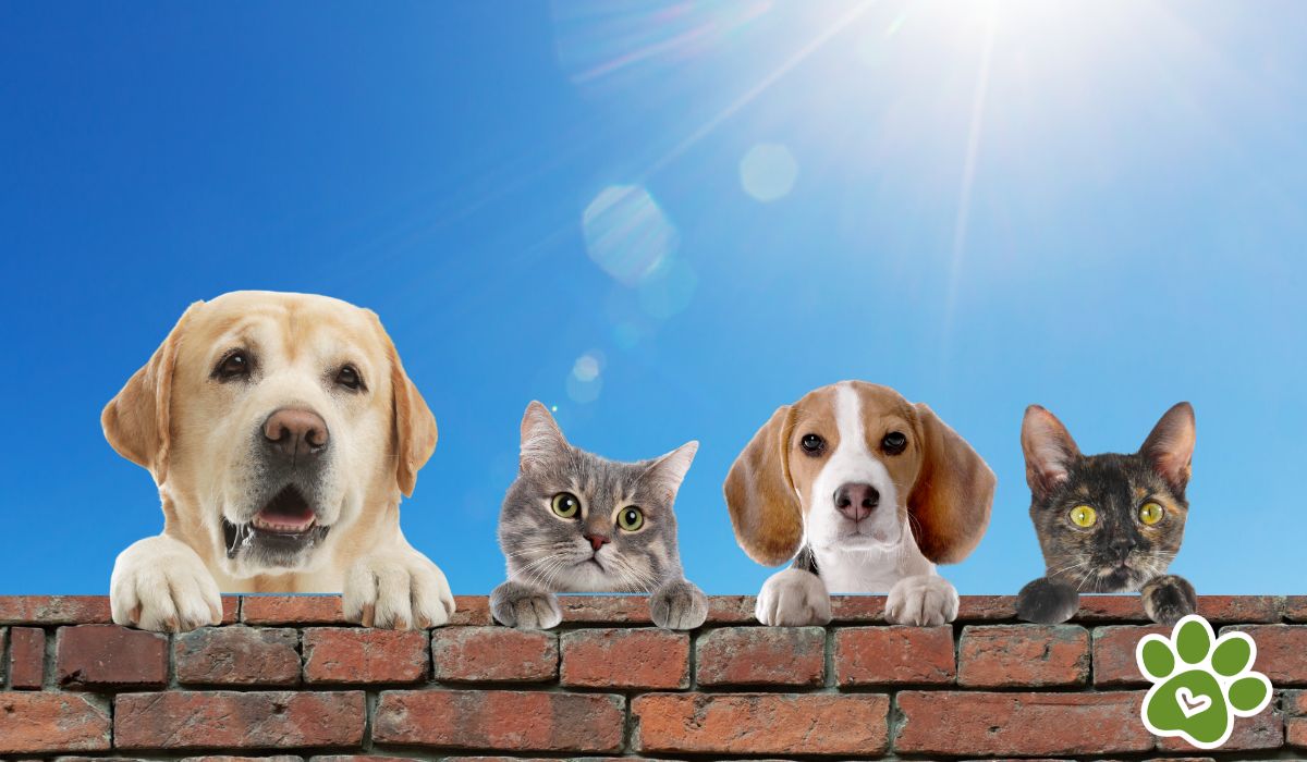 deshidratación perros y gatos