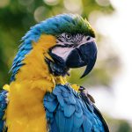 cuidados prácticos de aves