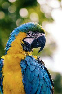 cuidados prácticos de aves