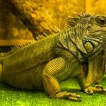 reptiles como mascotas